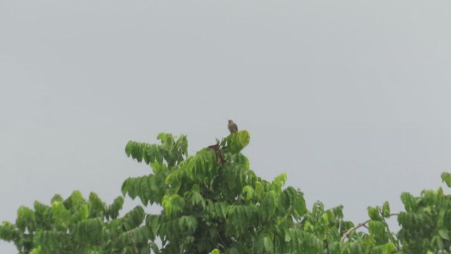 Plum-throated Cotinga - ML219850121