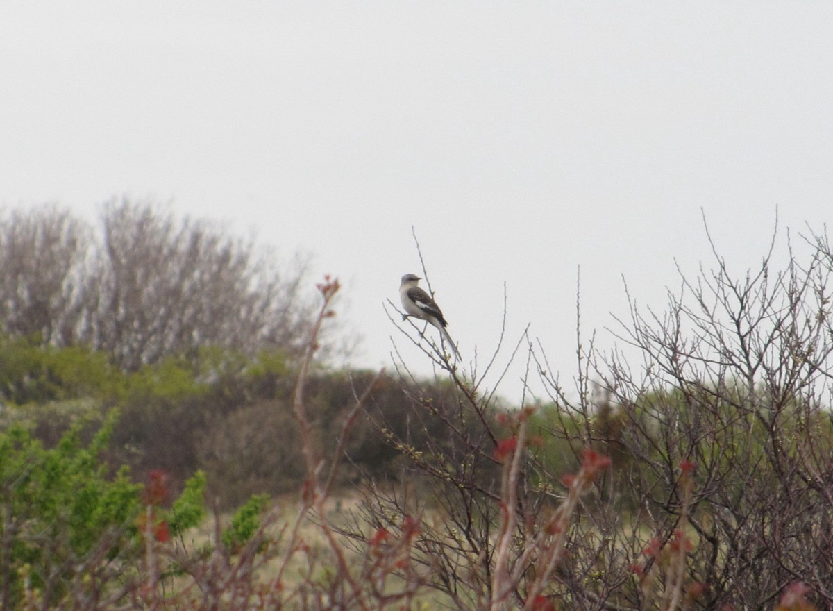 Northern Mockingbird - ML21985021