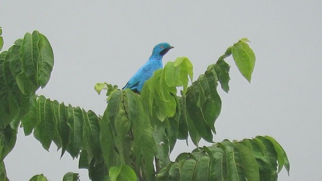 Plum-throated Cotinga - ML219850231