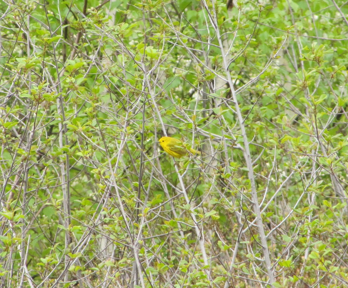 Yellow Warbler - ML21985111