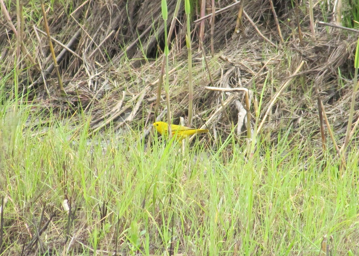 Yellow Warbler - ML21985131