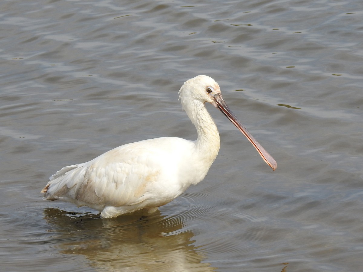 Eurasian Spoonbill - Jean-Serge Vincent