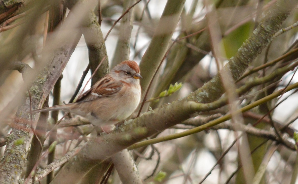 American Tree Sparrow - ML219852561
