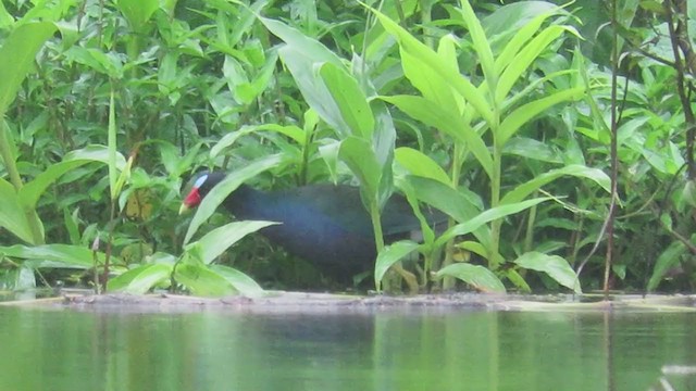 Purple Gallinule - ML219852701