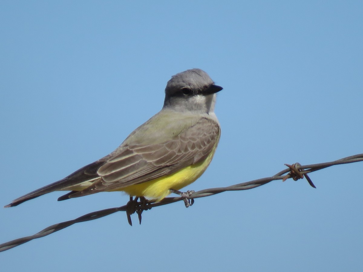 Western Kingbird - Jeff Miller