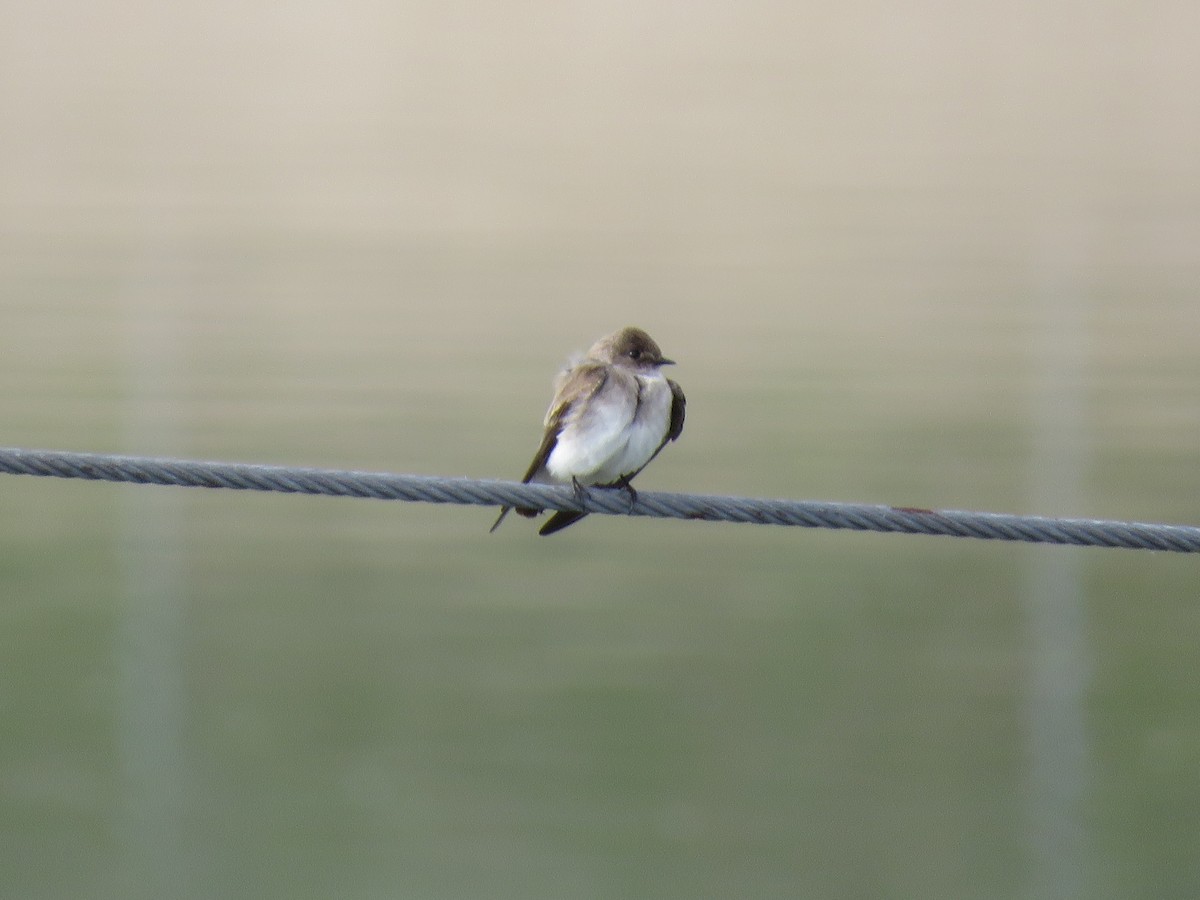 Northern Rough-winged Swallow - ML219853051