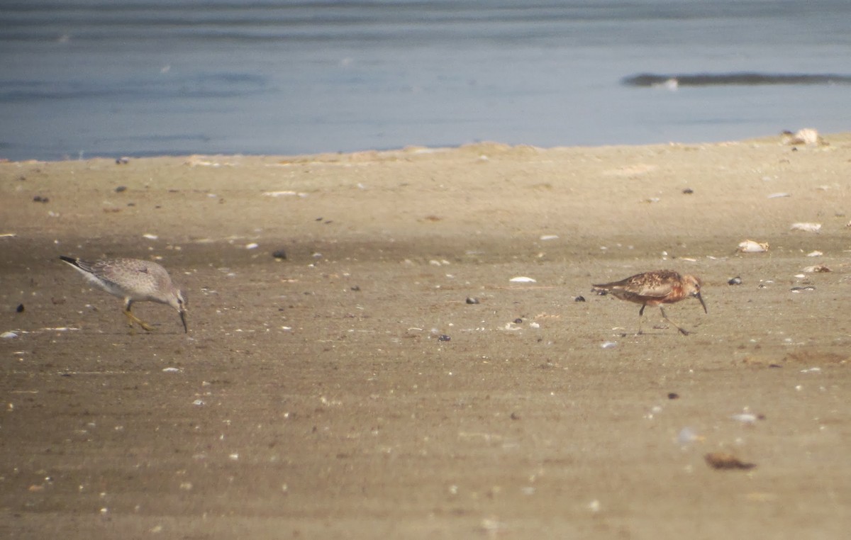 Curlew Sandpiper - Mike McBrien