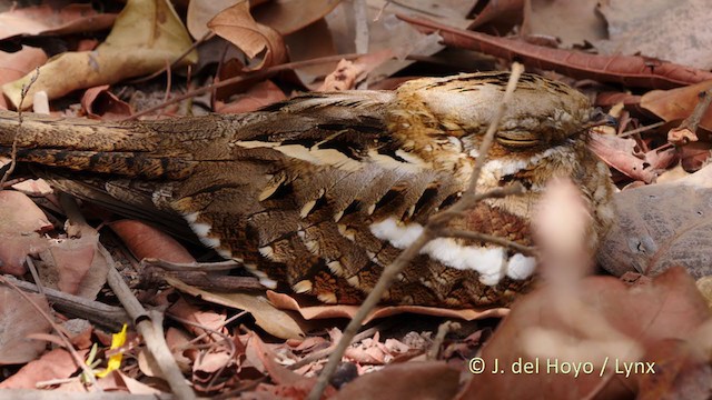 Long-tailed Nightjar - ML219855951