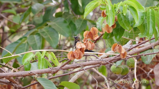 Copper Sunbird - ML219856171