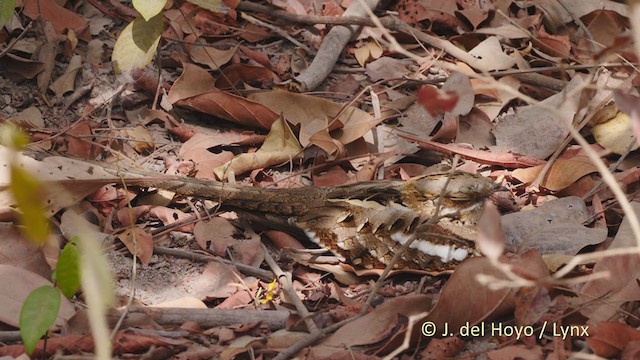 Long-tailed Nightjar - ML219856271