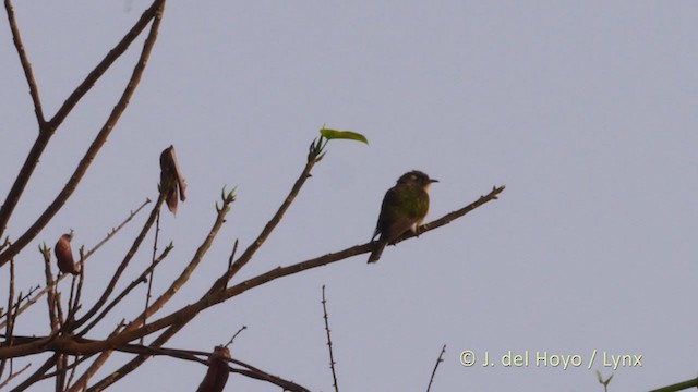 Klaas's Cuckoo - ML219856461