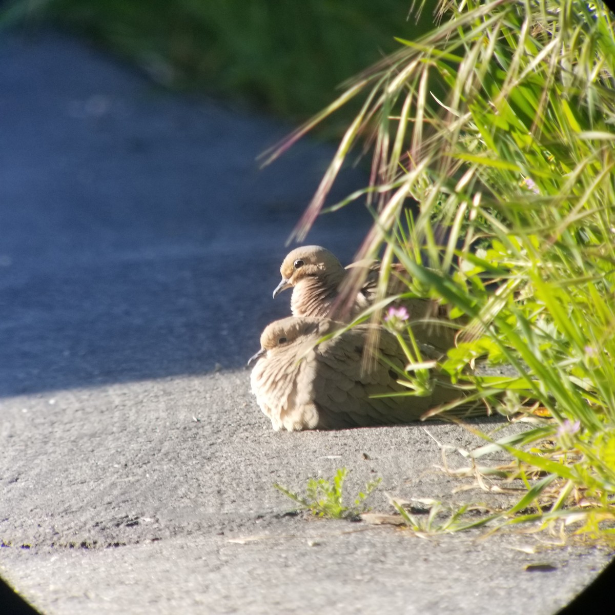 Mourning Dove - Donald Pendleton