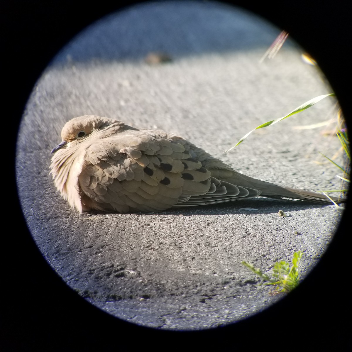 Mourning Dove - ML219857621