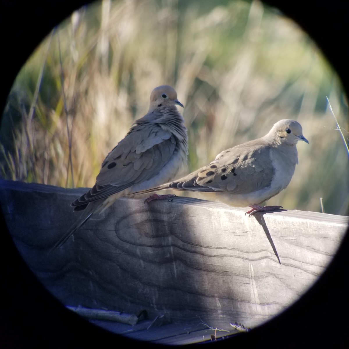 Mourning Dove - ML219857711