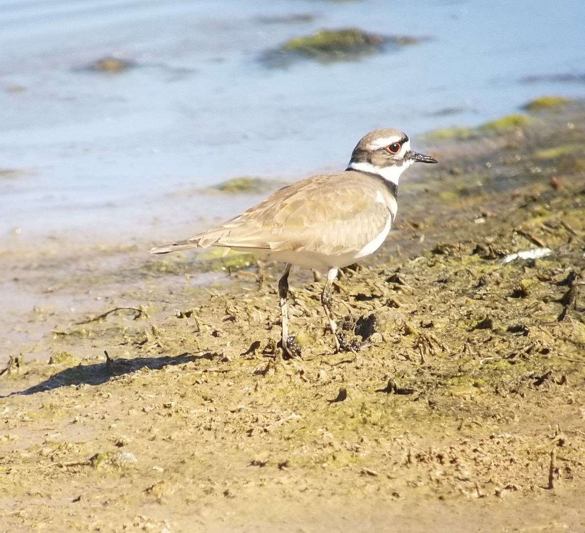 Killdeer - Donald Pendleton