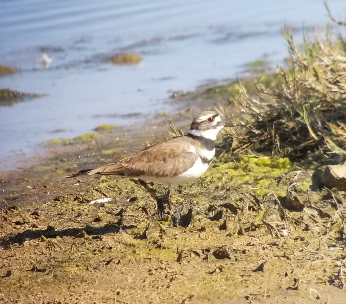 Killdeer - ML219858361