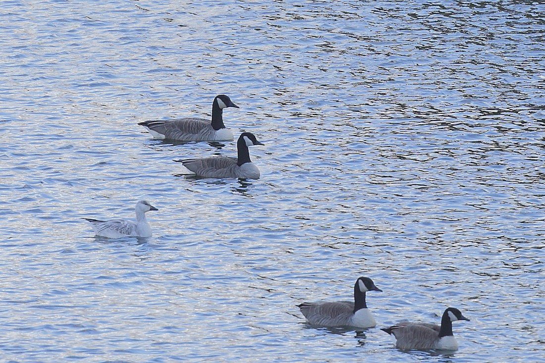 Цасны галуу - ML21985861