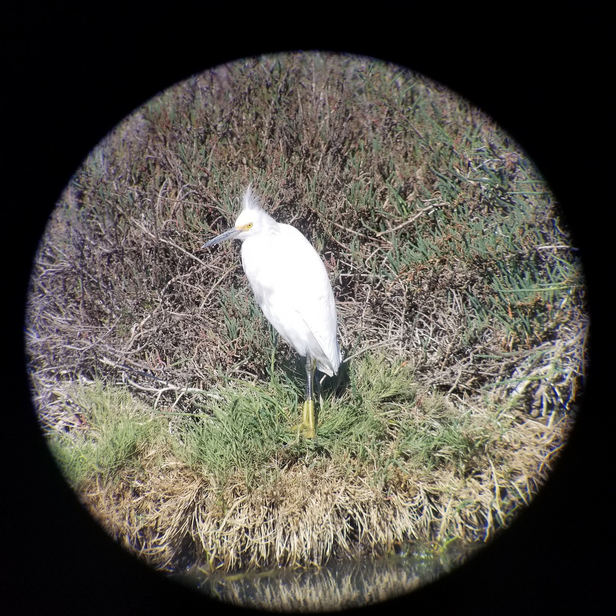 Snowy Egret - ML219858741