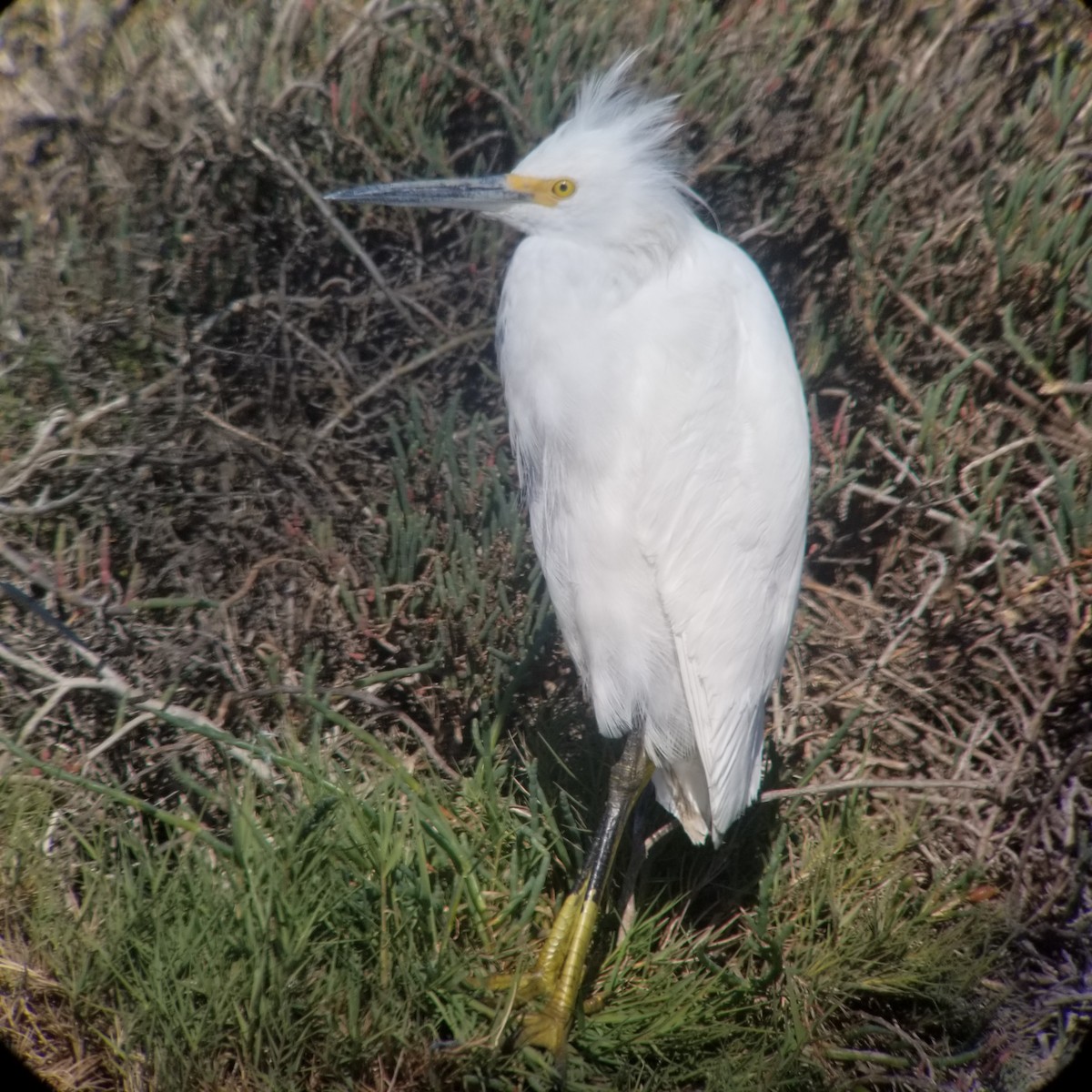 Snowy Egret - ML219858811