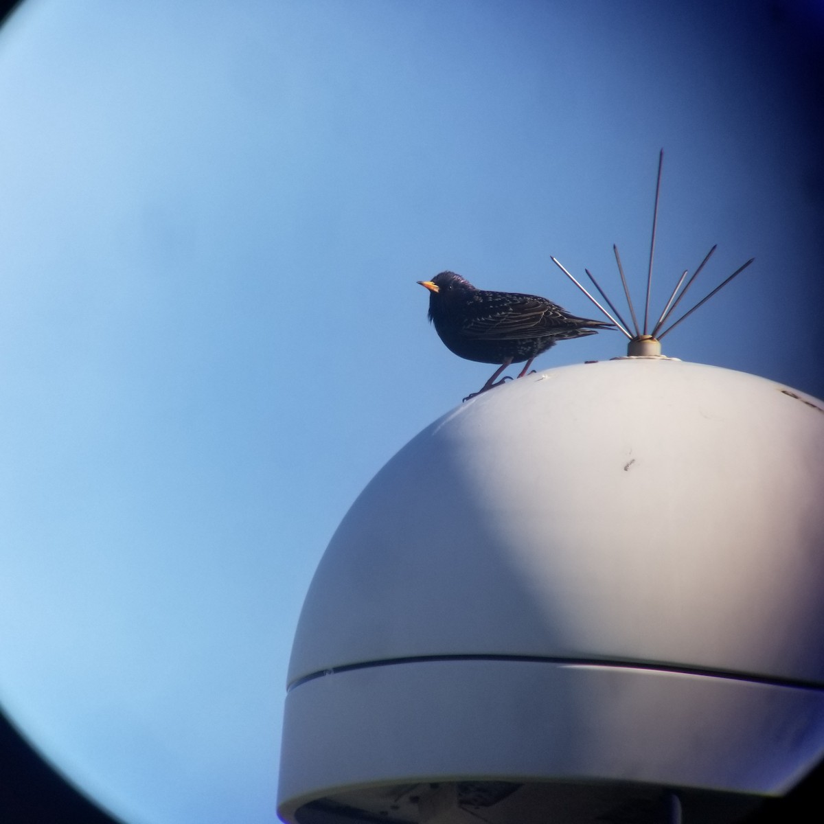 European Starling - ML219859051