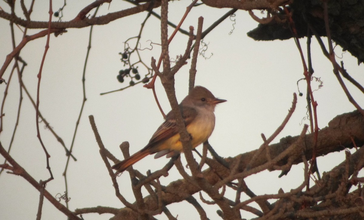 Ash-throated Flycatcher - ML219860051