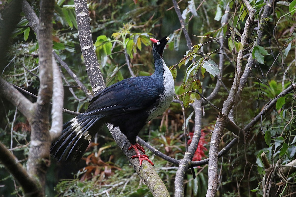 Horned Guan - ML219860161