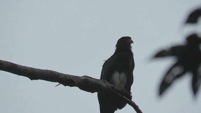 Caracara Gorjirrojo - ML219860231