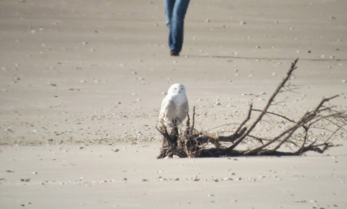 Snowy Owl - Mike McBrien