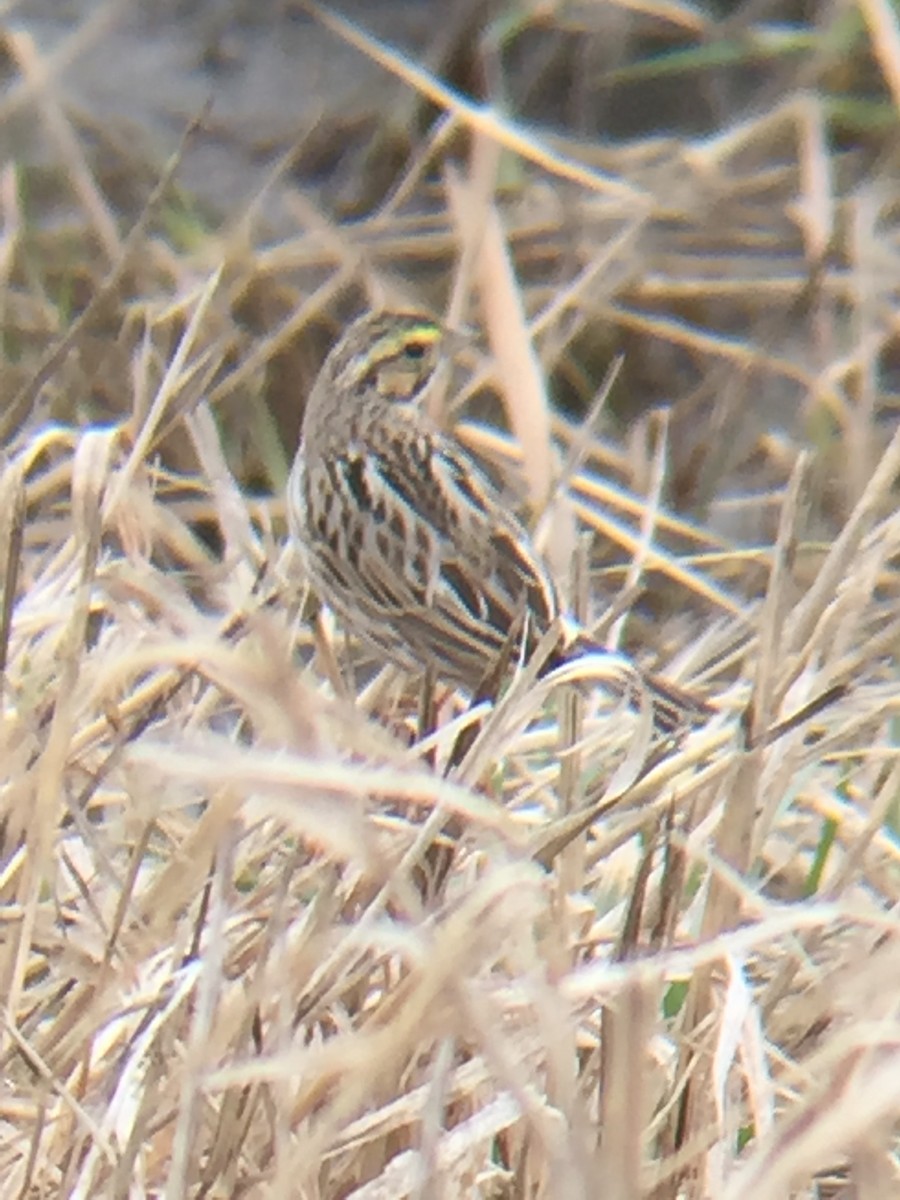 Savannah Sparrow - ML219860621