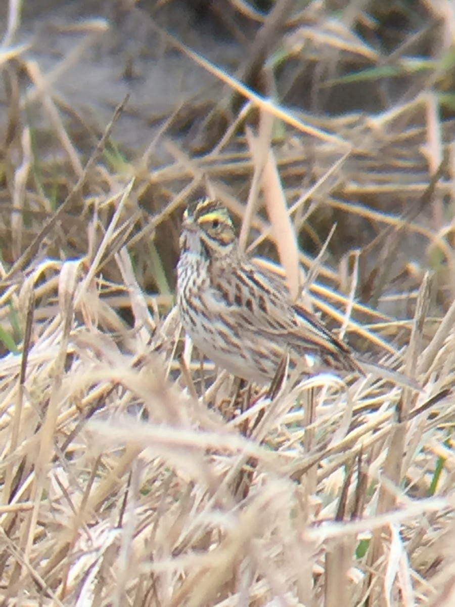 Savannah Sparrow - ML219860641