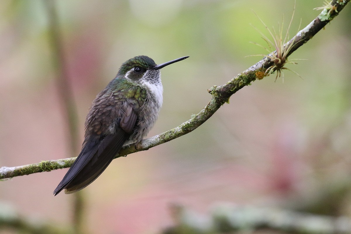 Green-throated Mountain-gem - ML219860711