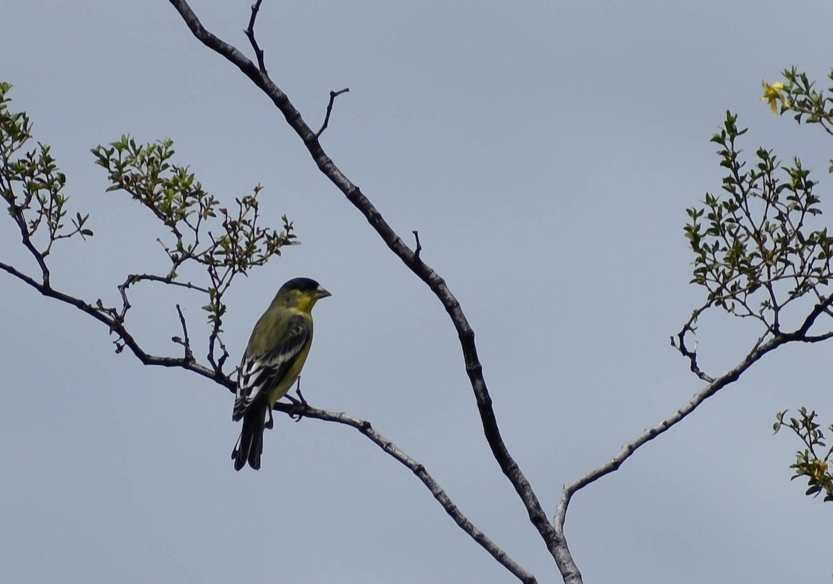 Lesser Goldfinch - Jerald Reb