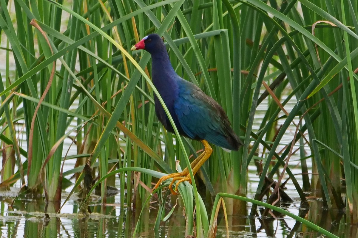 Purple Gallinule - Kristy Baker