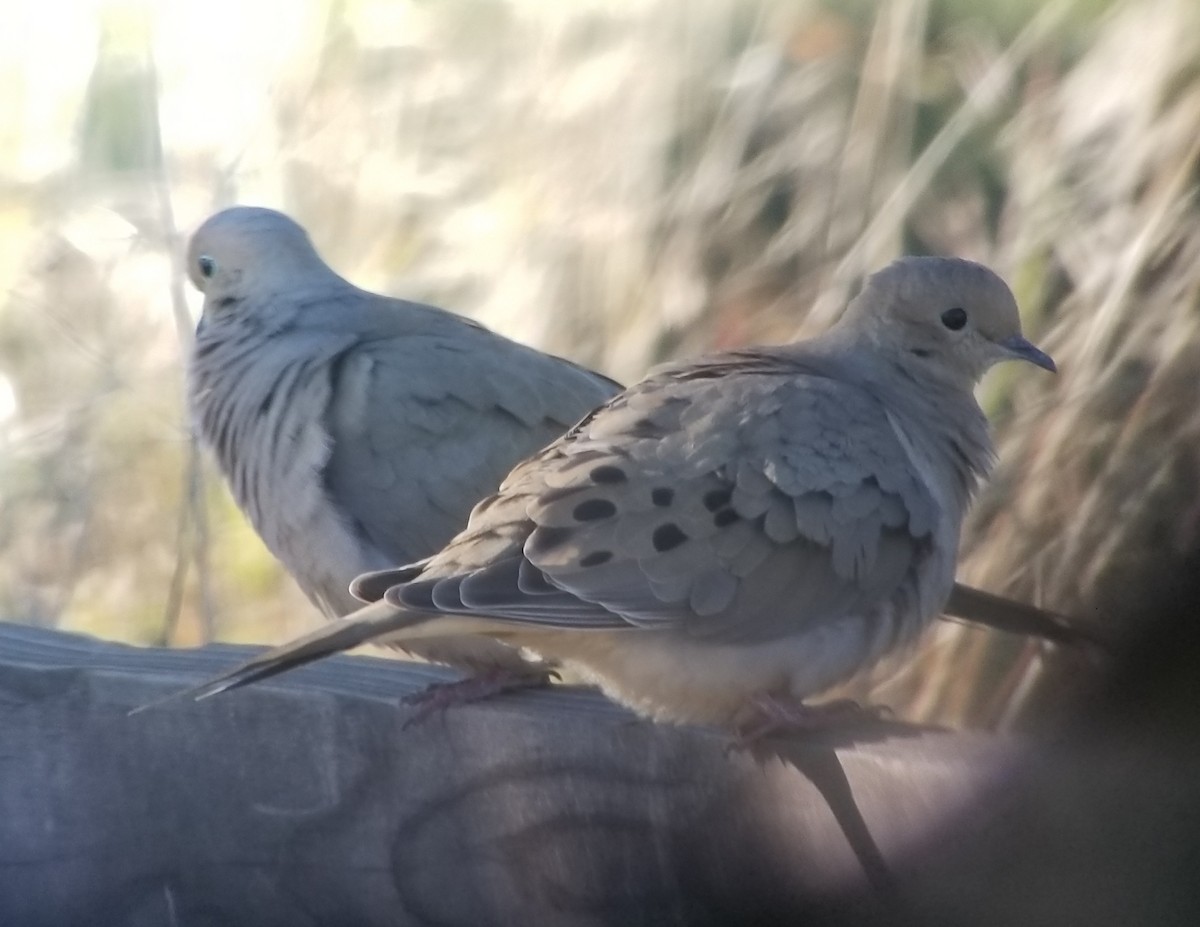 Mourning Dove - ML219862731