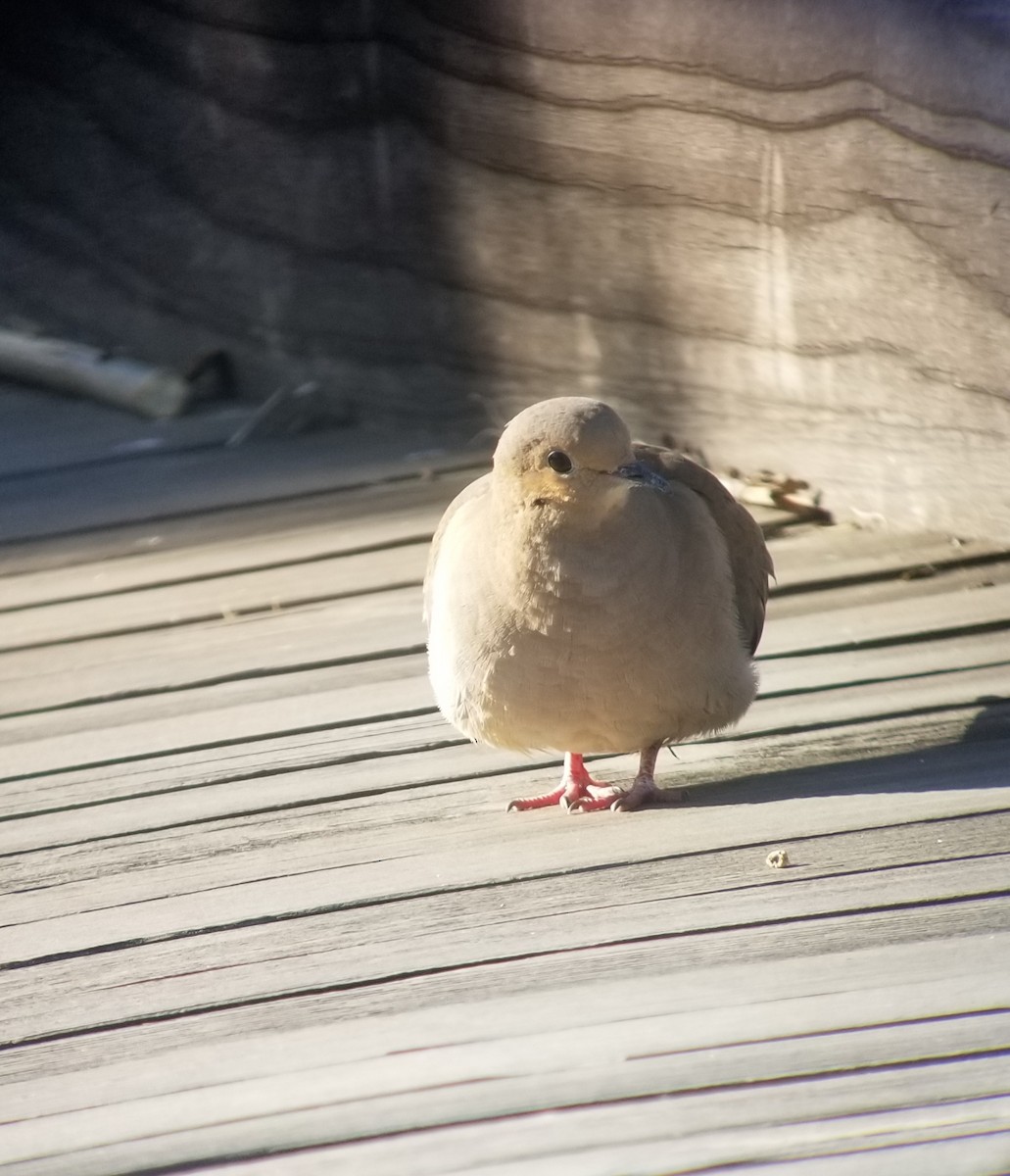 Mourning Dove - ML219862931