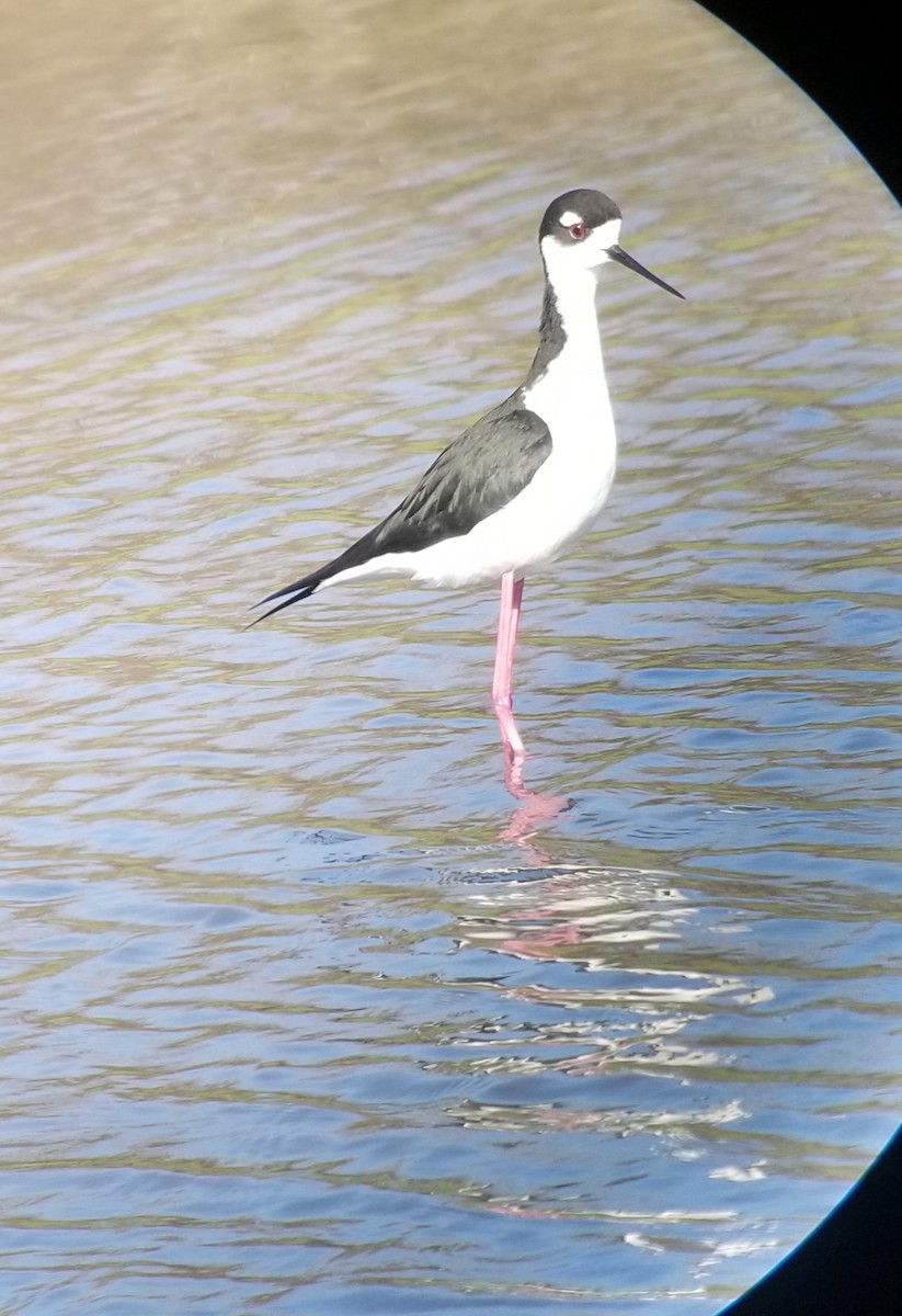 Black-necked Stilt - ML219863031