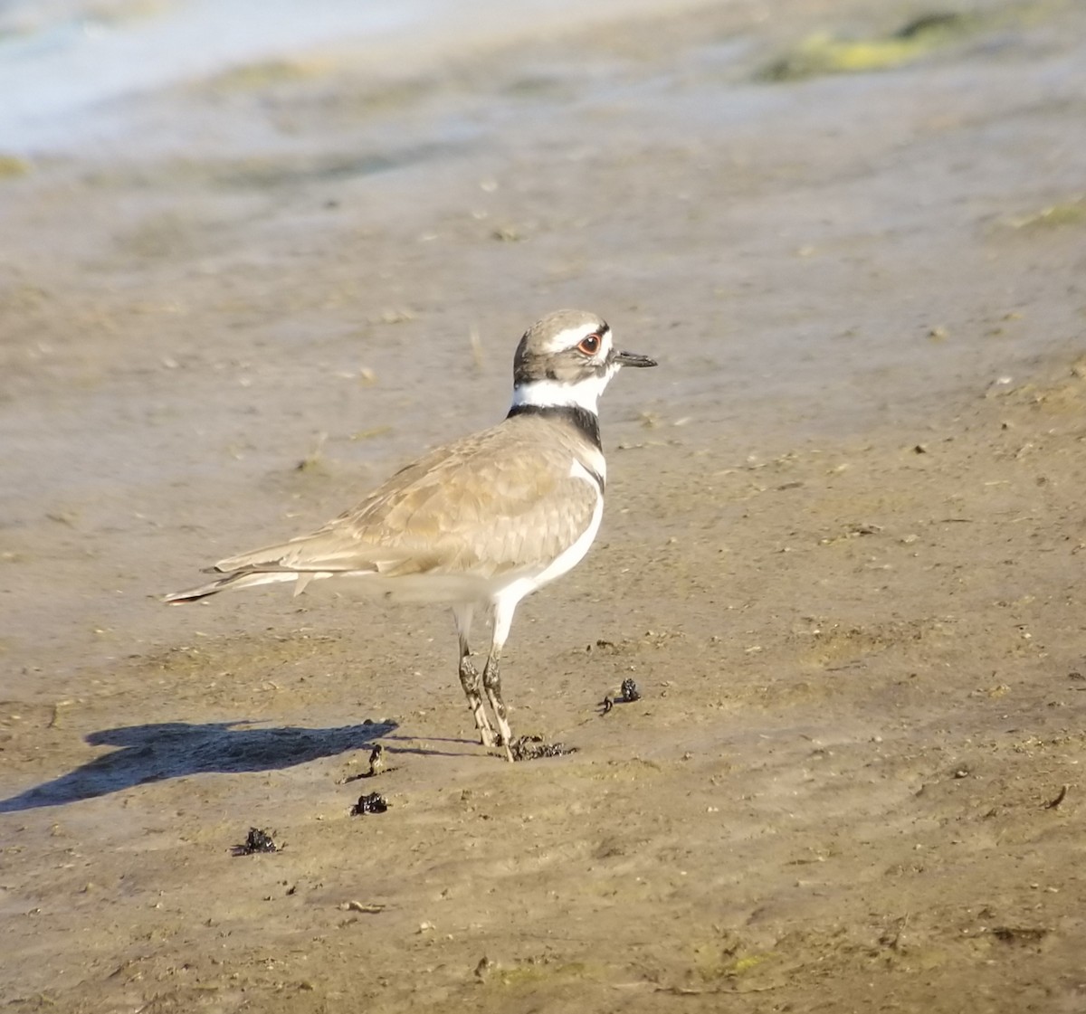 Killdeer - ML219863121