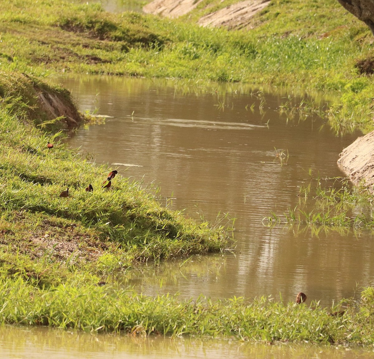 Wattled Jacana - ML219863911