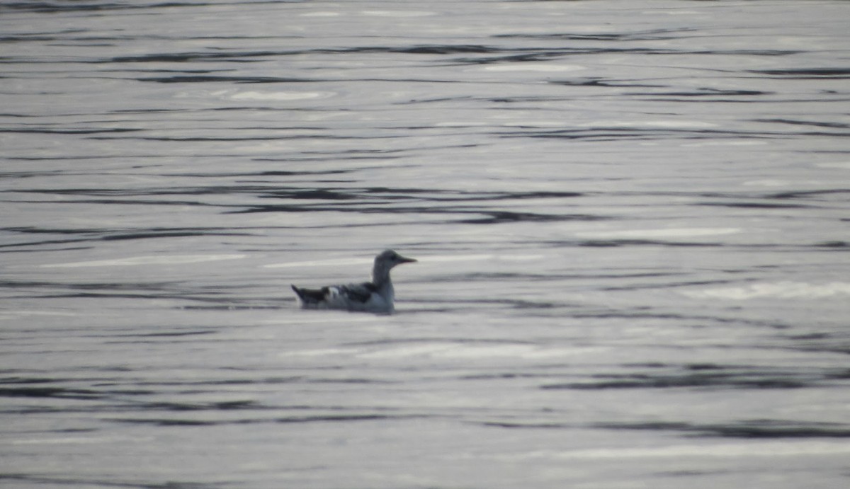 Black Guillemot - ML219864521