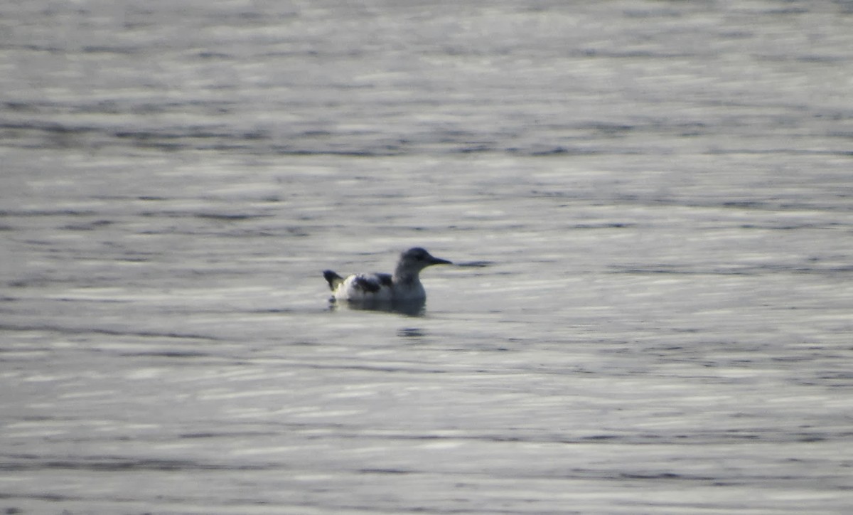 Black Guillemot - ML219864531