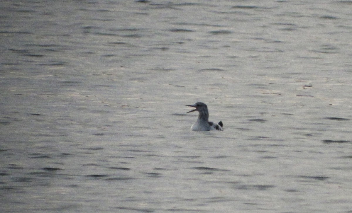 Black Guillemot - ML219864581