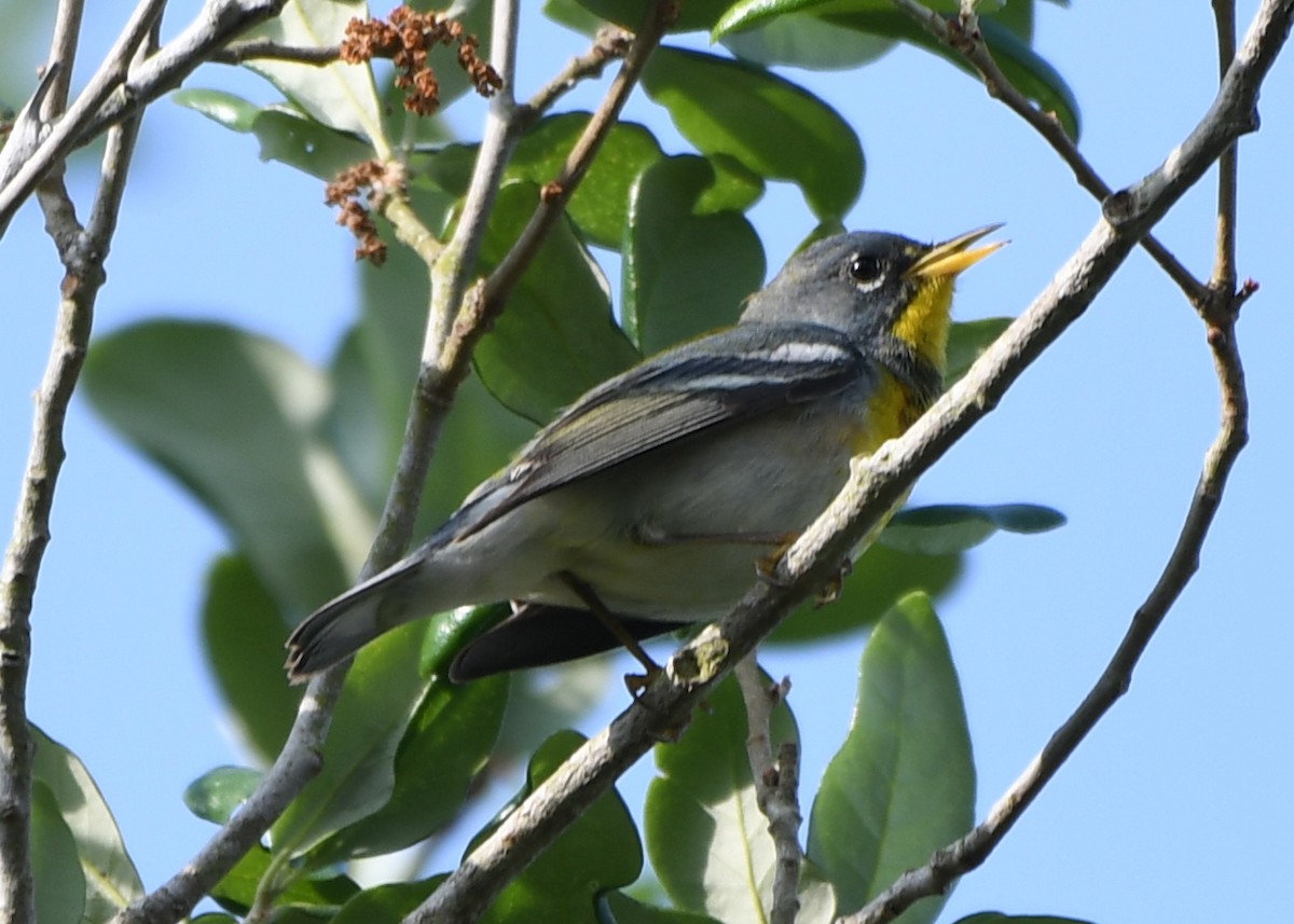 Northern Parula - ML219864681