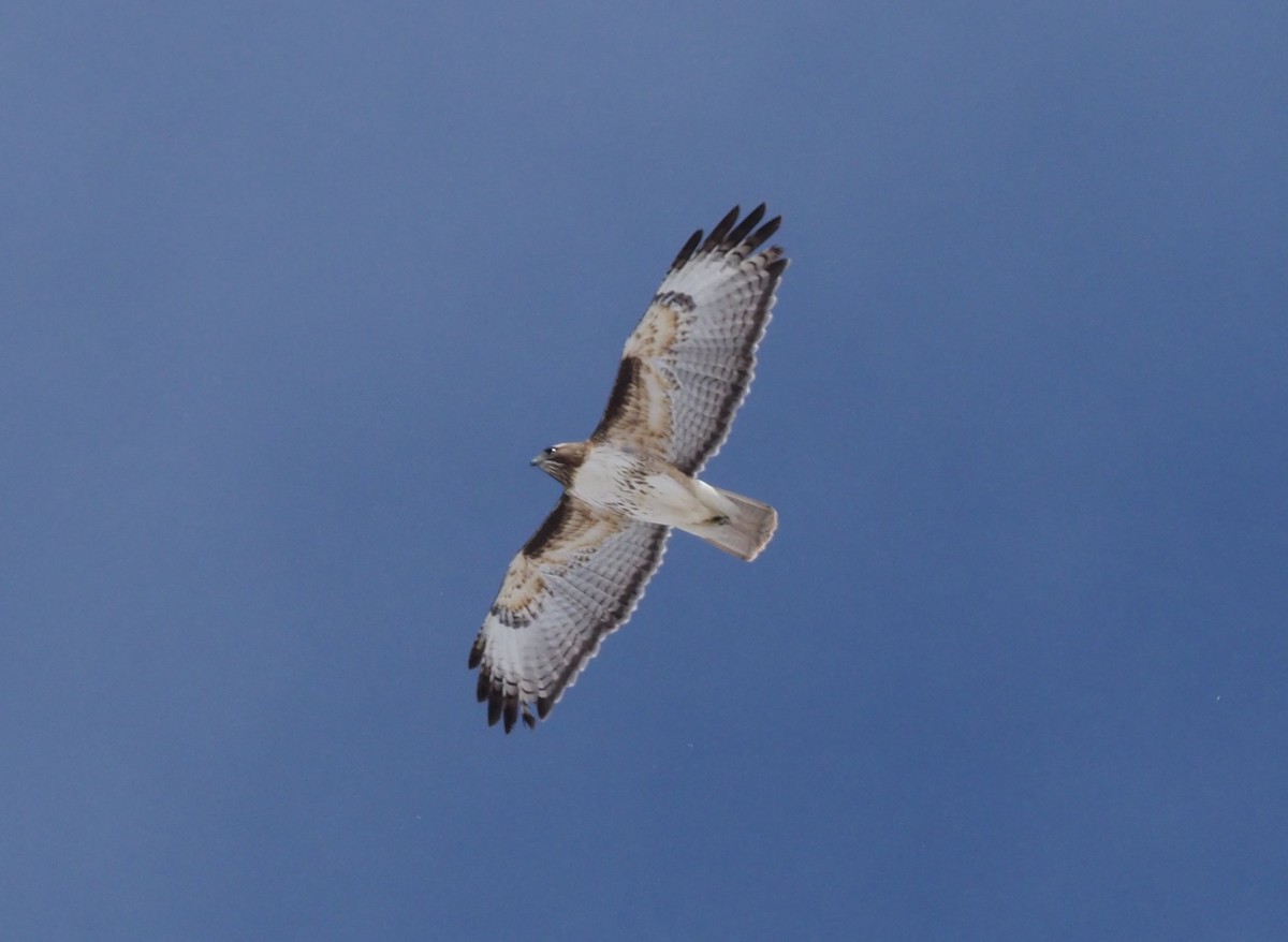 Red-tailed Hawk - ML219864921