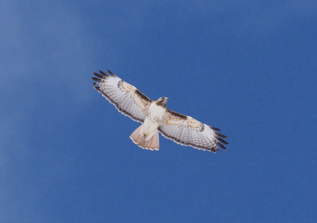 Red-tailed Hawk - ML219865091