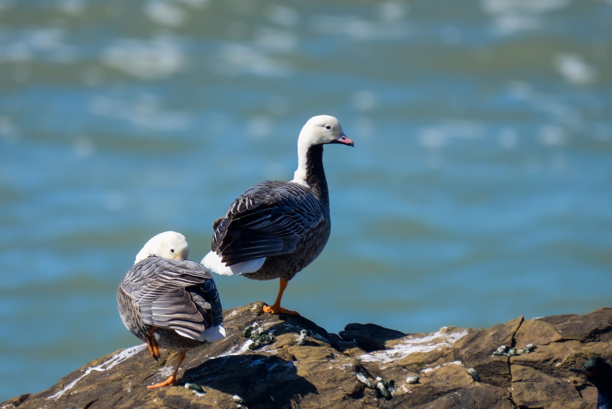 Emperor Goose - ML219865181