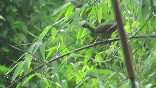Speckled Chachalaca - ML219865291