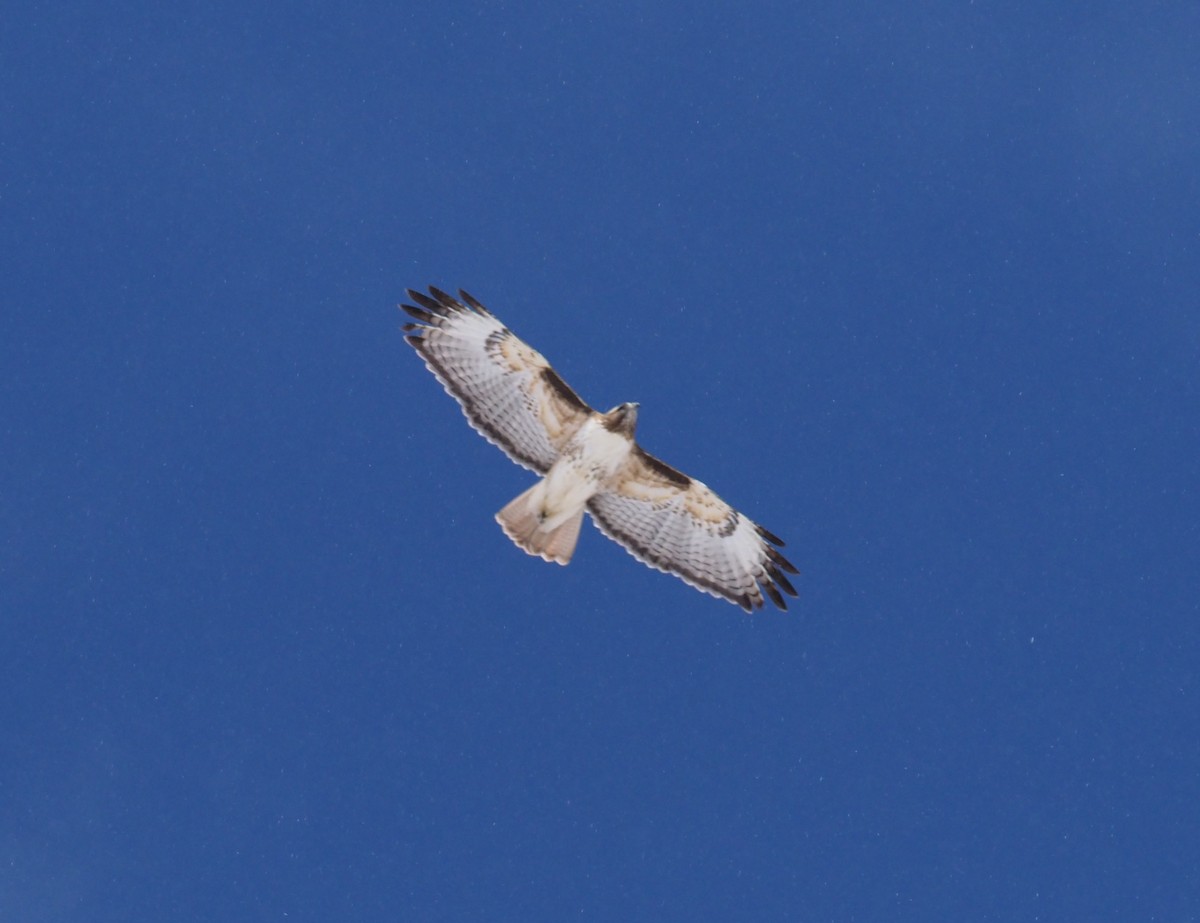 Red-tailed Hawk - ML219865371