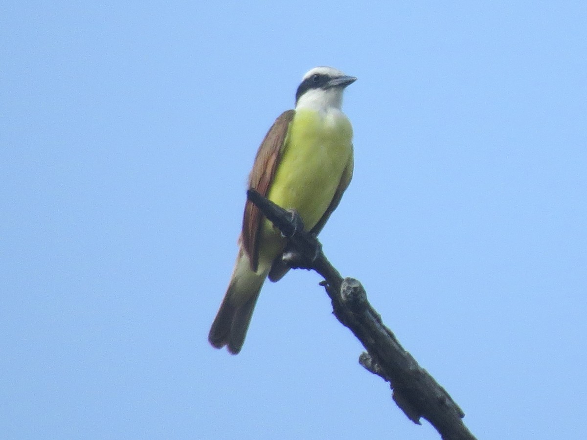 Great Kiskadee - Francisco Emilio Roldan Velasco Tuxtla Birding Club - Chiapas