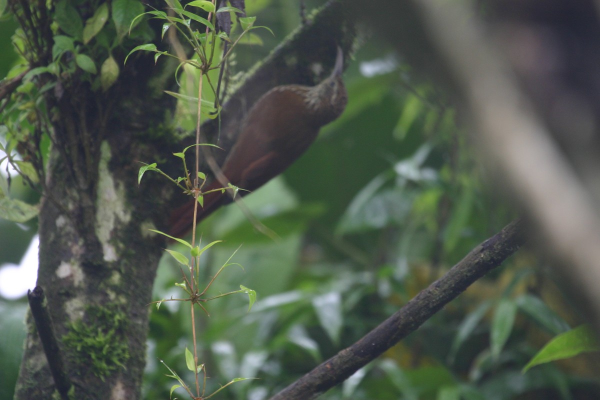 Montane Woodcreeper - ML21986561