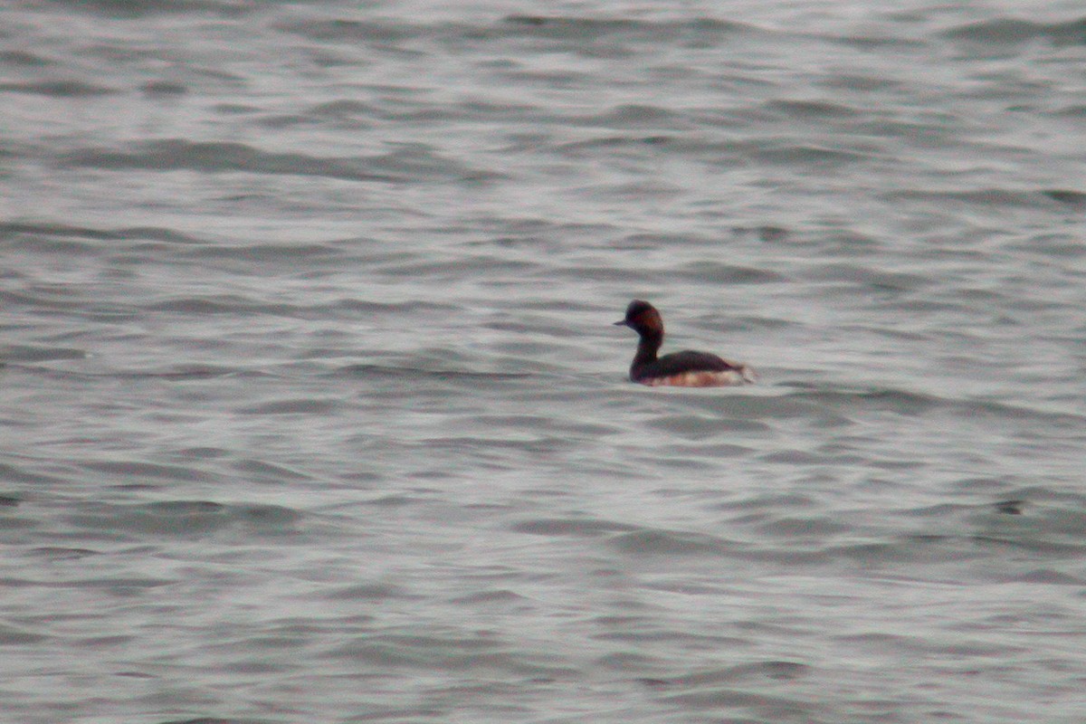 Eared Grebe - ML219866671